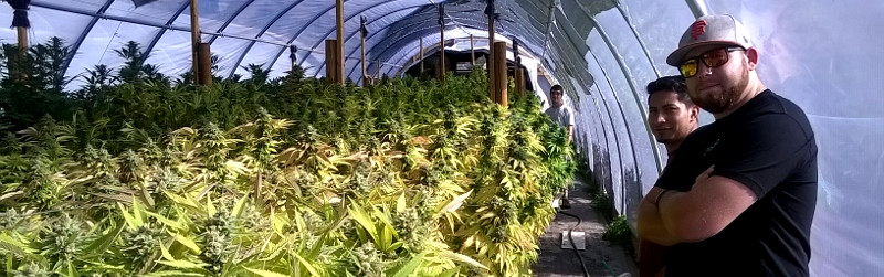 Greenhouse Crop