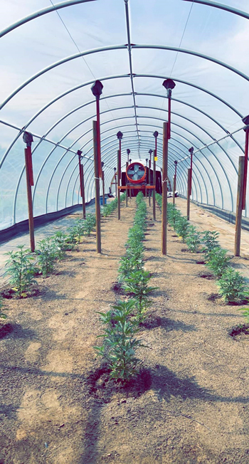 Sativa hybrid starts